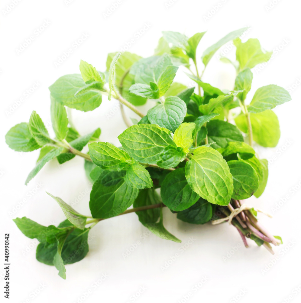Herb Series - Mint Herb Series - Mint