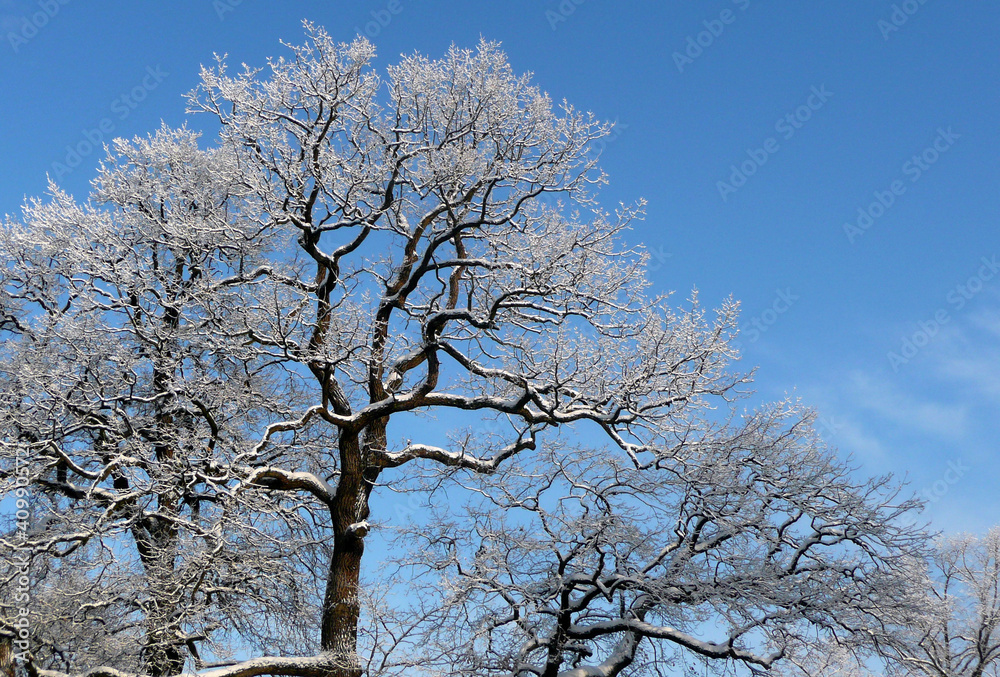 Fototapeta premium Bäume im Winter