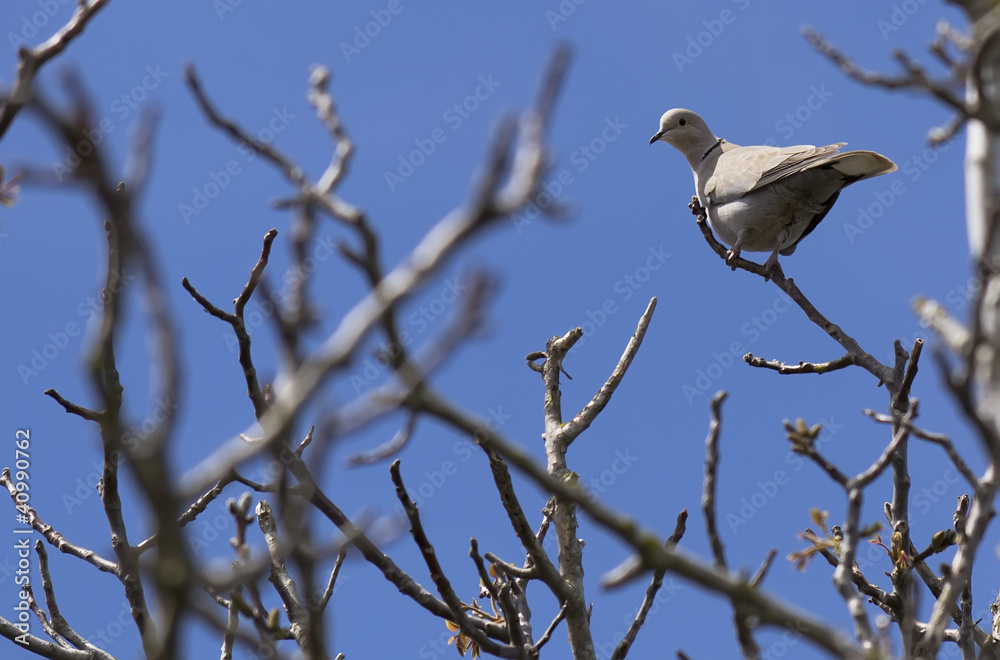 turtle dove on a branch turtle dove on a branch