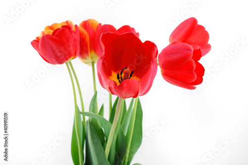 flowers  tulips  isolation