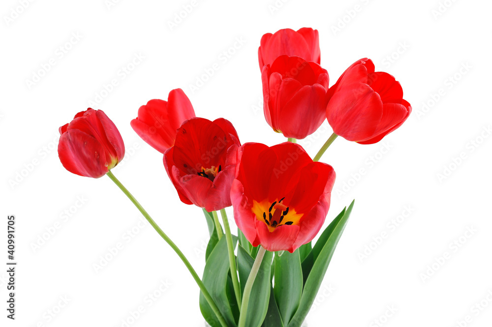 flowers, tulips, isolation