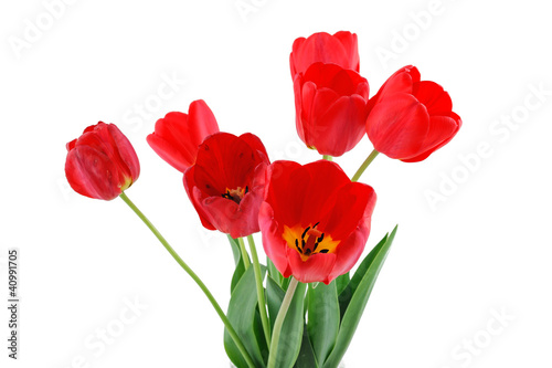 flowers  tulips  isolation