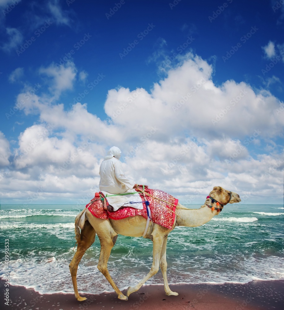 Fototapeta premium Camel on Jumeirah Beach.