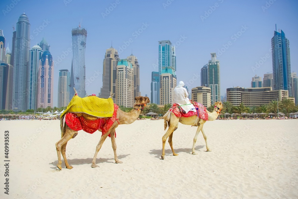 Fototapeta premium Dubai Camel na tle krajobrazu miasta, Zjednoczone Emiraty Arabskie