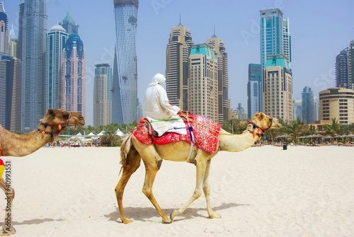 Dubai Camel on the town scape backround, United Arab Emirates.
