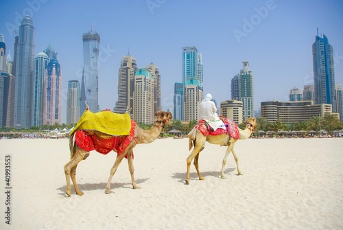 Dubai Camel on the town scape backround, United Arab Emirates