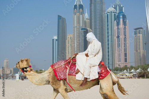 Camel on Beach in Dubai at the urban background