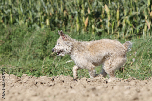 course du bouvier des Ardennes