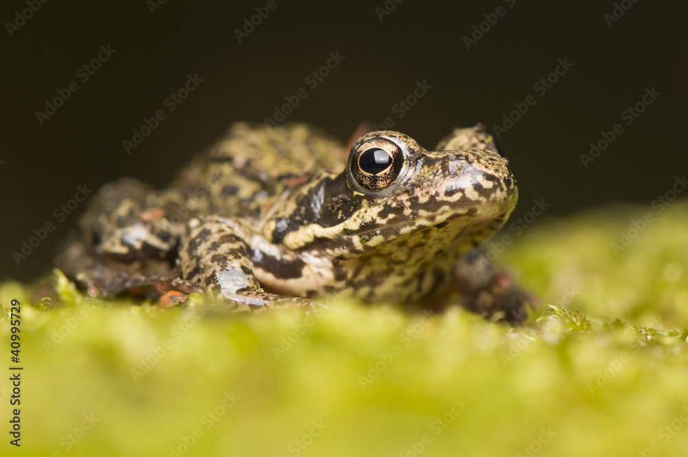 Fototapeta premium Rana temporaria