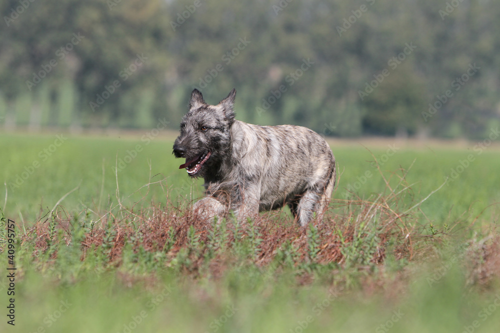 Ardennes cattle dog on the grass