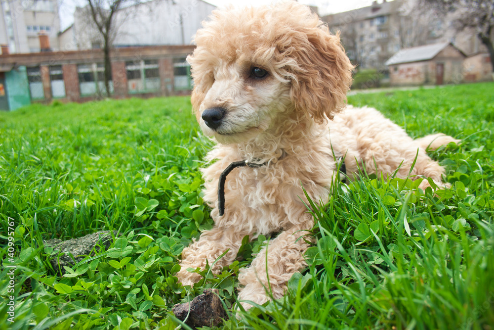 Fototapeta premium poodle laying on grass