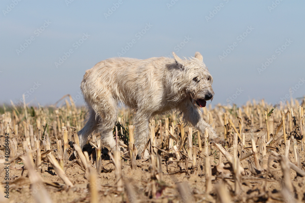 Fototapeta premium bouvier des Ardennes dans le champ de maïs