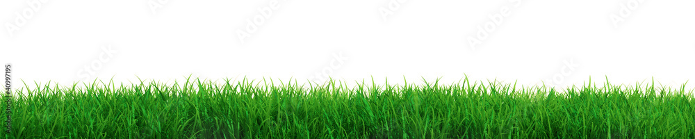 Fototapeta Świeża trawa