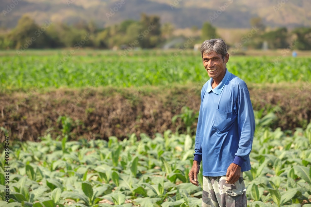 asian farmer in field asian farmer in field