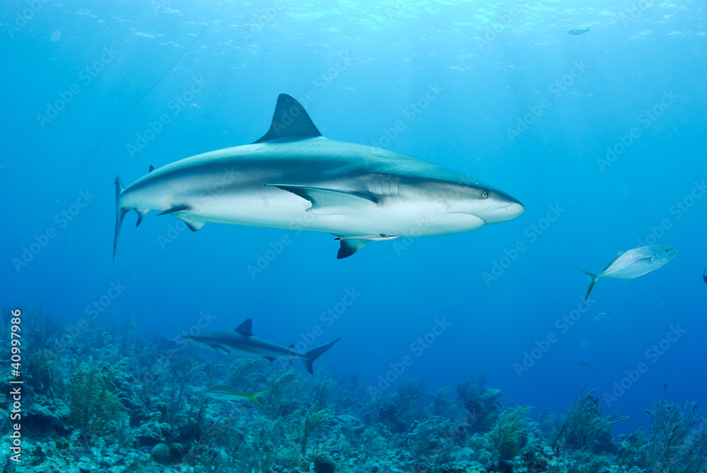 Fototapeta premium Grey reef shark