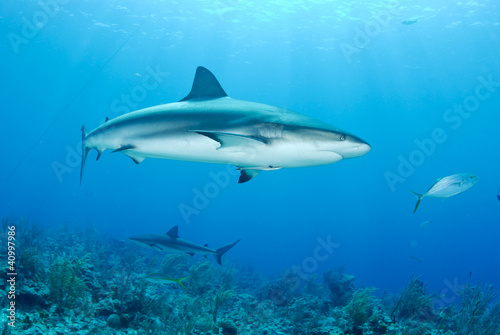 Grey reef shark © JonMilnes