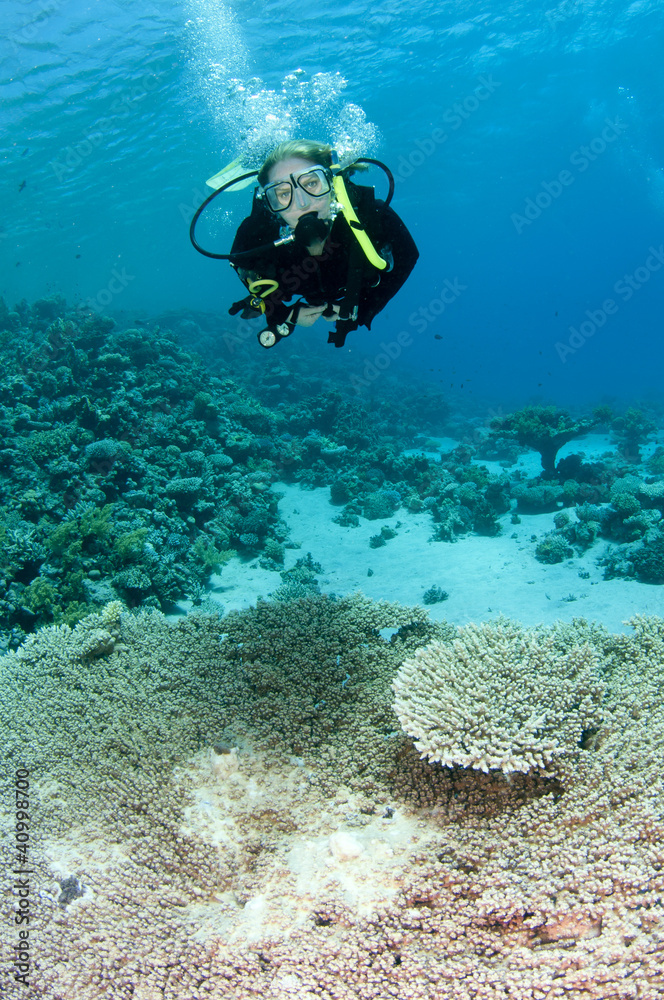 custom made wallpaper toronto digitalfemale scuba diver