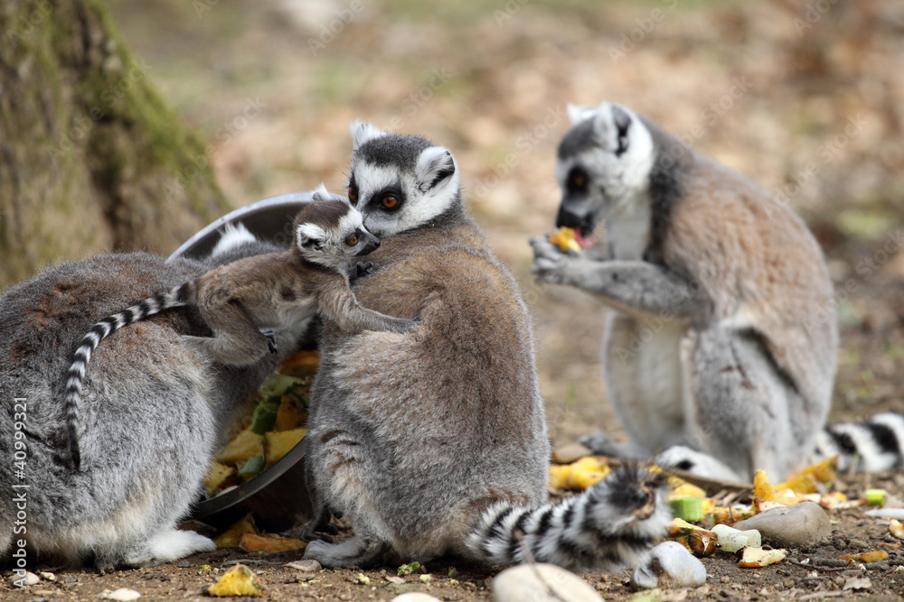 Fototapeta premium Ring-tailed lemur with cub