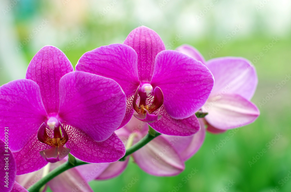 orchid orchid