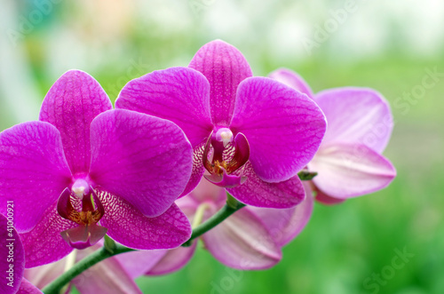 Fototapeta Naklejka Na Ścianę i Meble -  orchid