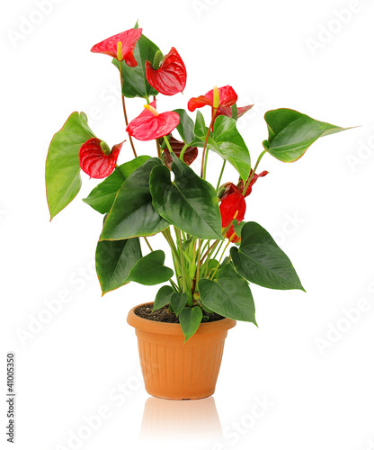 Fototapeta Naklejka Na Ścianę i Meble -  Anthurium