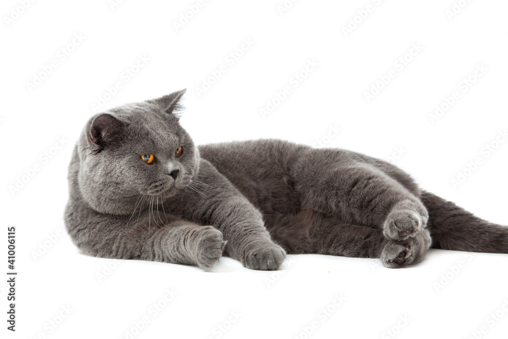 Fototapeta premium British shorthair cat on a white background.