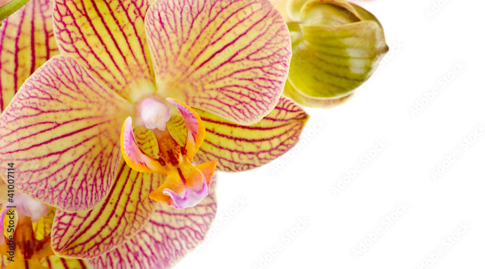 Beautiful orchid flowers on isolated white background