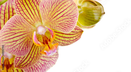 Beautiful orchid flowers on isolated white background