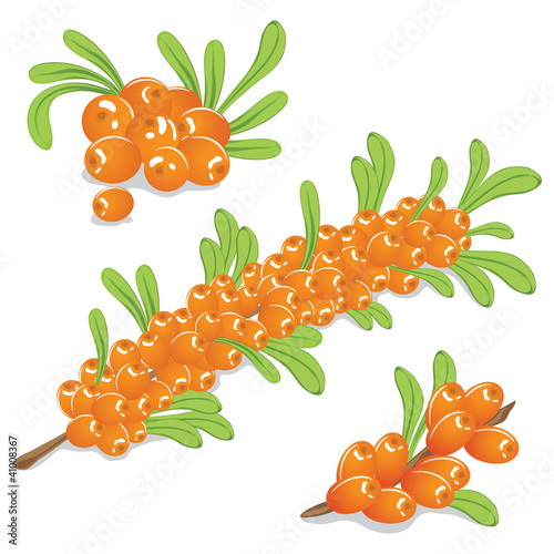 sea ​​buckthorn berries on a white background