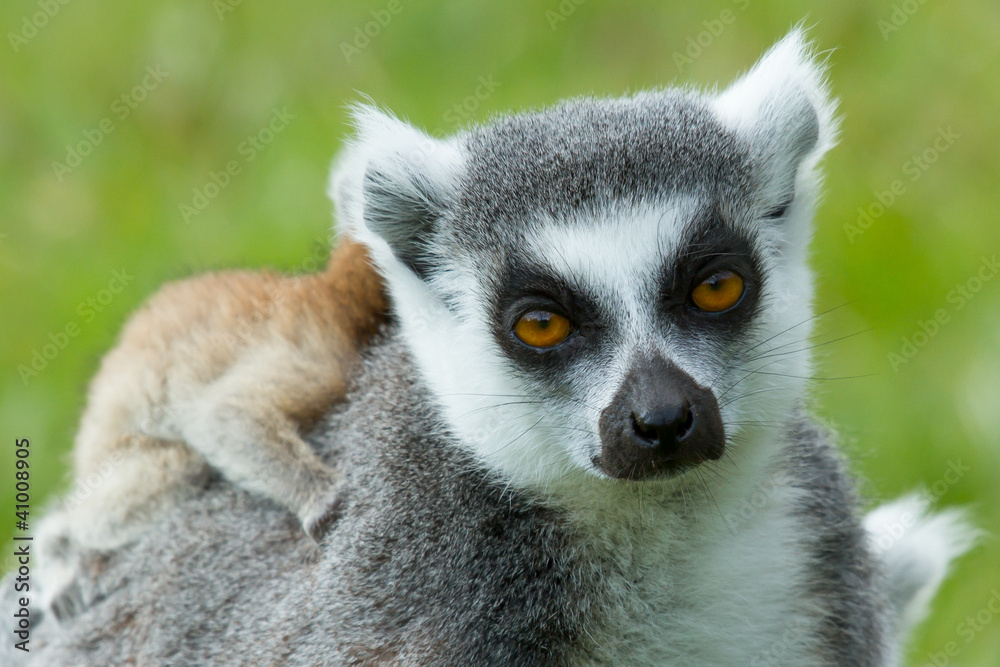 Obraz premium Ring-tailed lemur