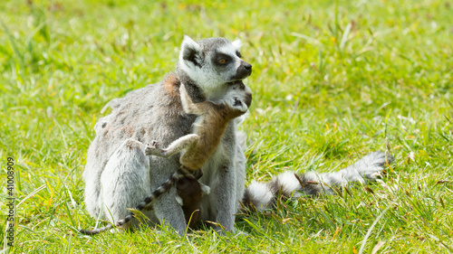 Ring-tailed lemur