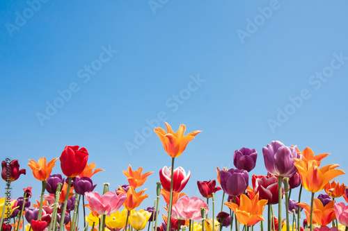 Fototapeta Naklejka Na Ścianę i Meble -  Colorful tulips of the Netherlands