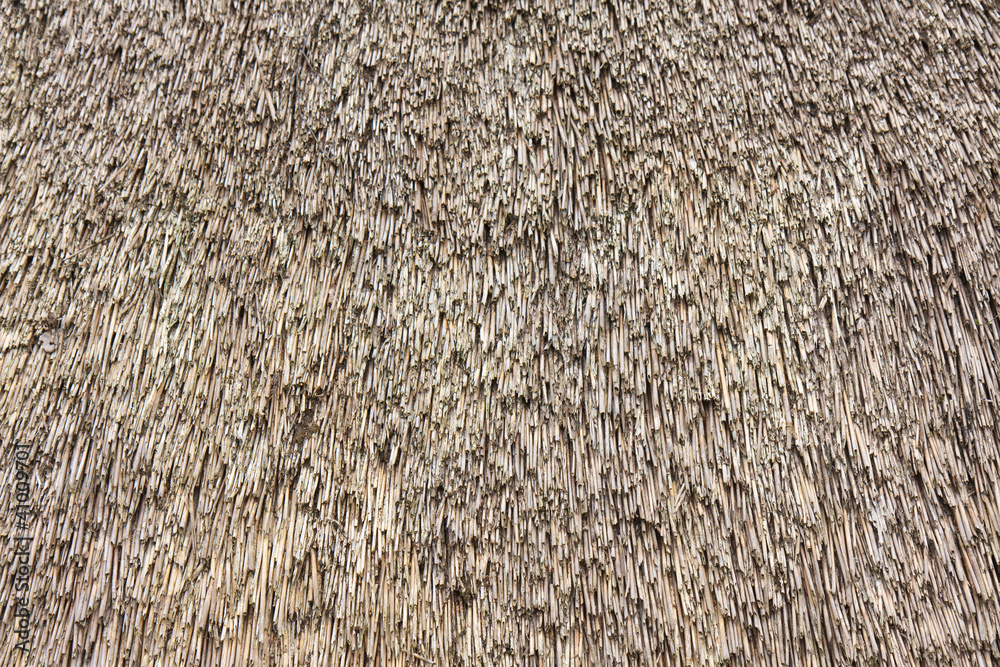 Obraz na plátně Close up view of reed thatch