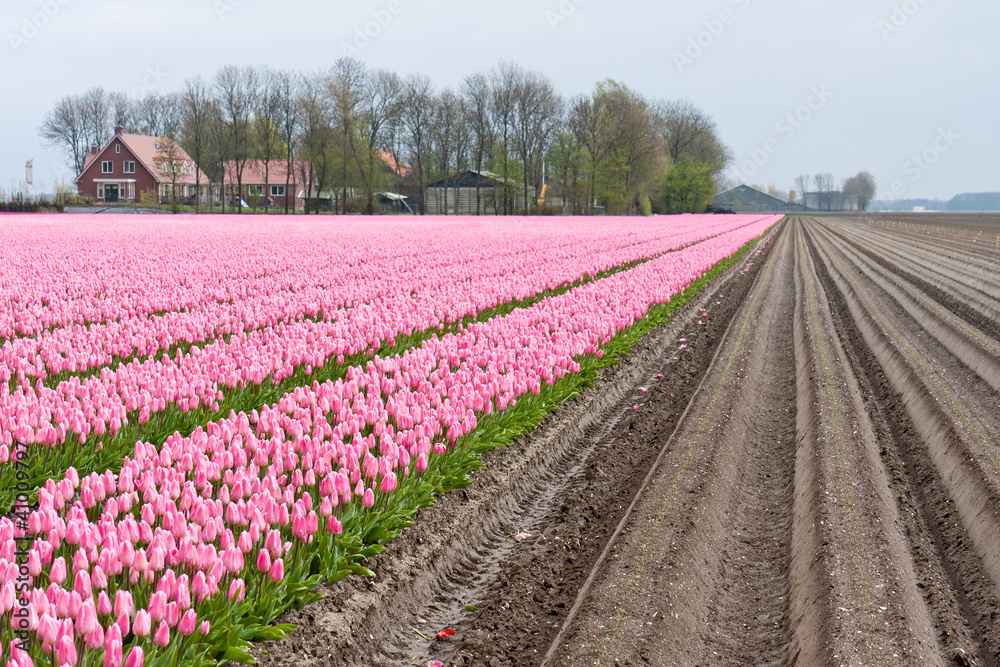 Big field with numerous of red and purple tulips in the Netherla