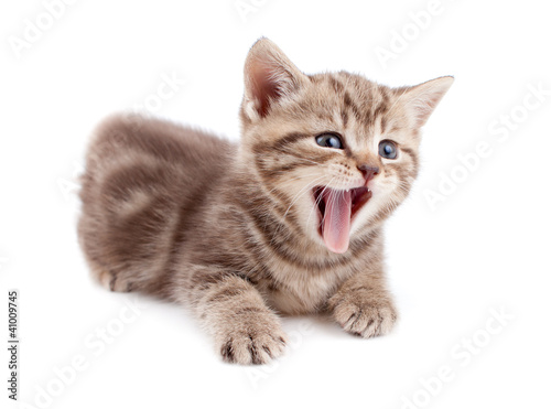 Fototapeta Naklejka Na Ścianę i Meble -  Yawning striped Scottish kitten lying isolated