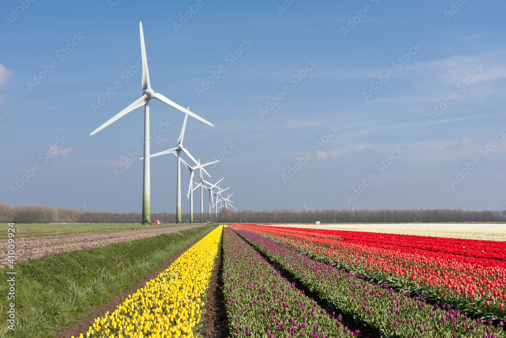 Big Dutch colorful tulip fields with windturbines