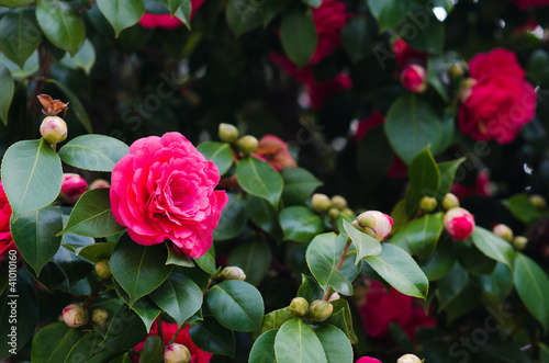 Fotobehang camellia tree