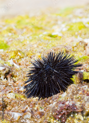Sea urchin on a rock by the sea © Lefteris Papaulakis