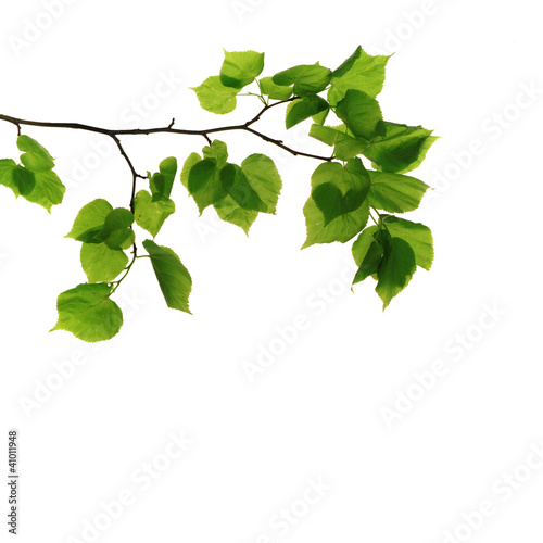 Branch isolated on white background