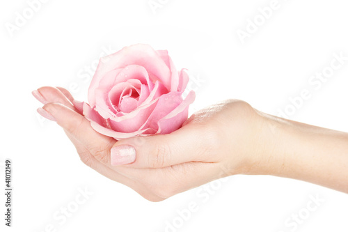 Fototapeta Naklejka Na Ścianę i Meble -  Pink rose with hands on white background