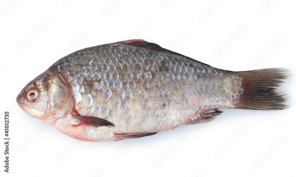 Fresh fish isolated on white Fresh fish isolated on white