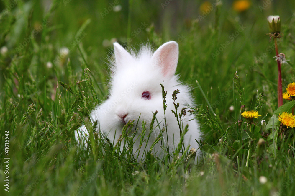 dwarf white bunny in green grass dwarf white bunny in green grass