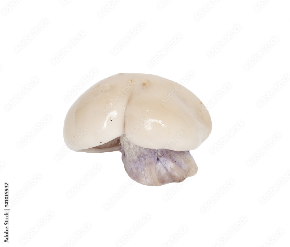 Whole single fresh porcini mushroom isolated on white background Whole single fresh porcini mushroom isolated on white background