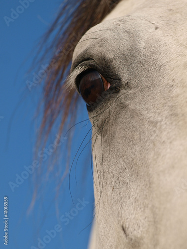 Close Up Of The Eye Of A Horse