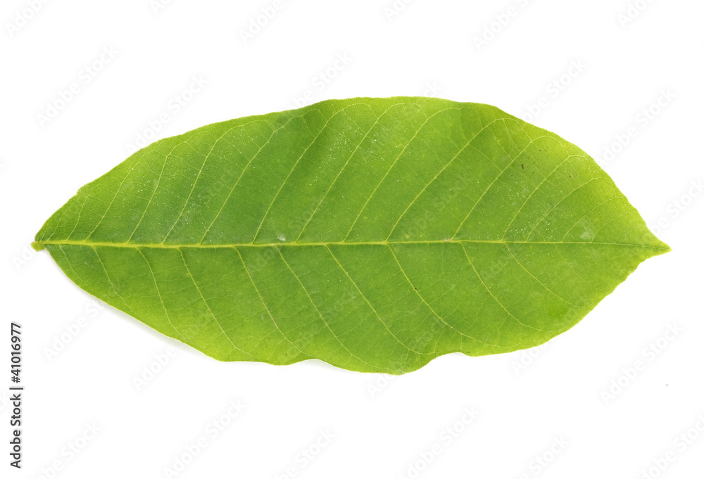 Obraz premium walnut leaf isolated on white