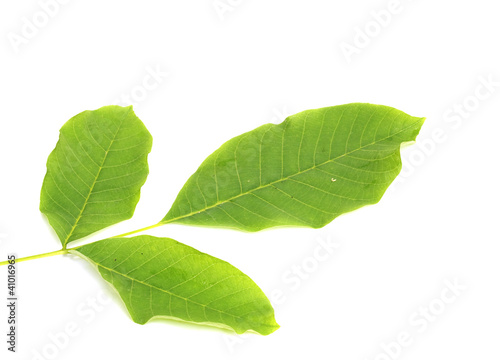 leaf of walnut on a white background
