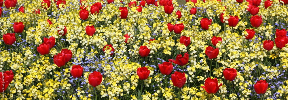 aiuola fiorita con tulipani rossi