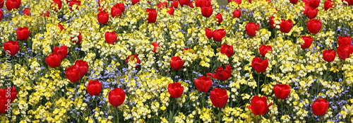 aiuola fiorita con tulipani rossi photo