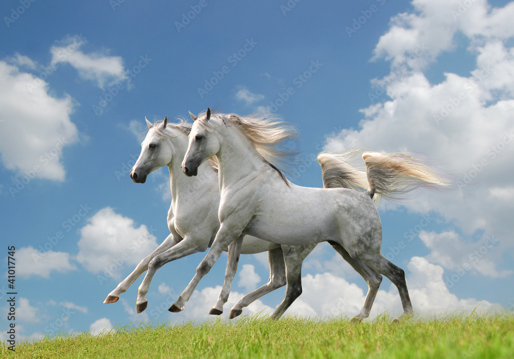 two white horses in the field two white horses in the field