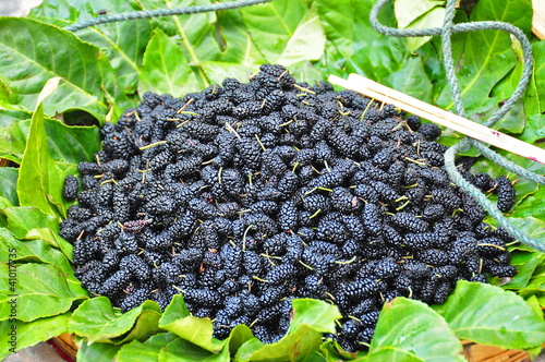 Mulberry